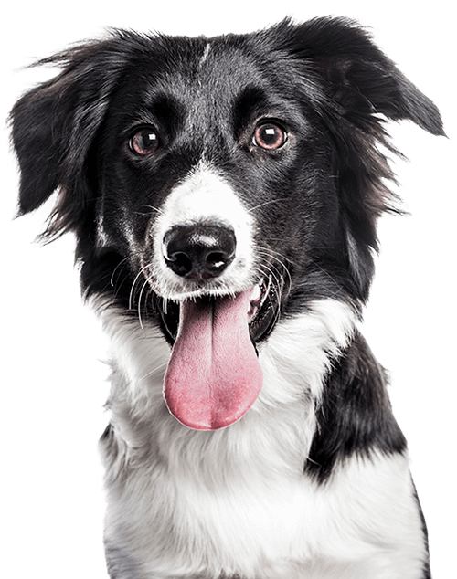 Equipo veterinario con mascota