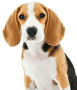Adopción responsable